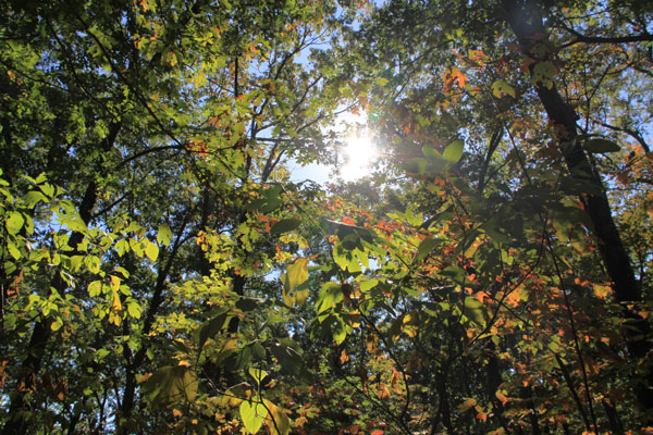 leaves