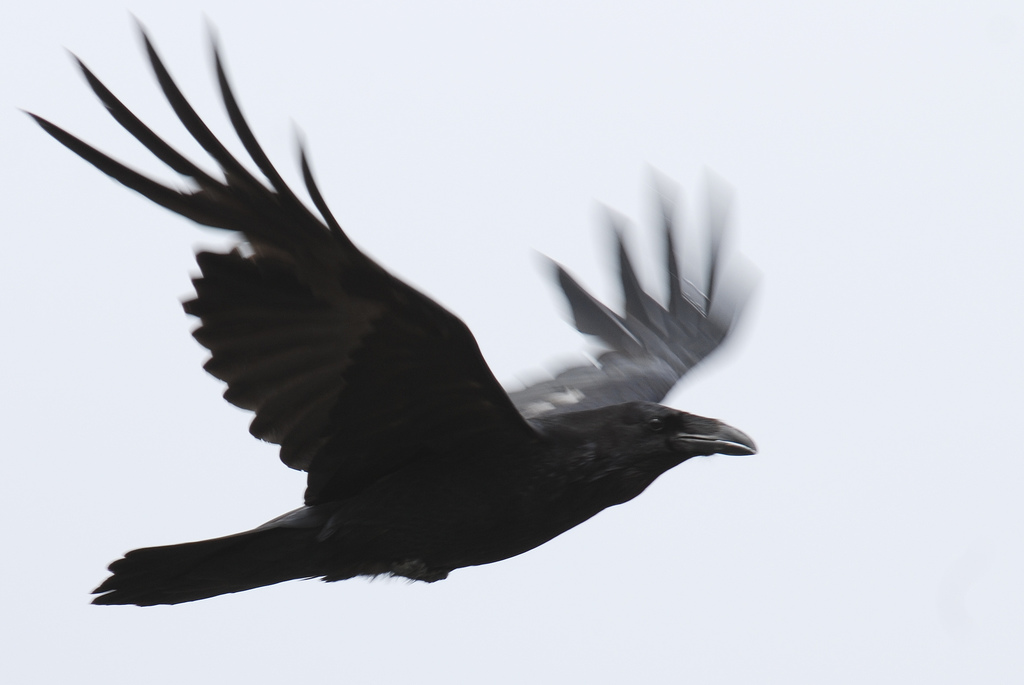 Raven Flying Picture