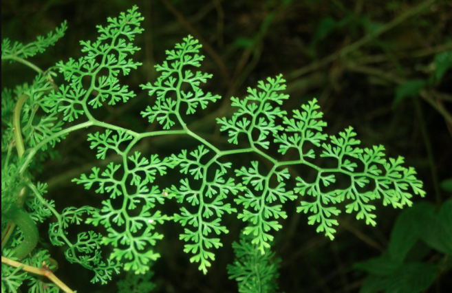 fractal plant example